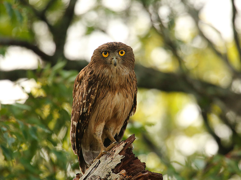 Brown fish owl (Ketupa zeylonensis) in Wilpattu National Park
